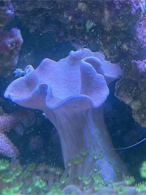Euphyllia und Divers