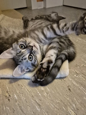 BKH Kitten