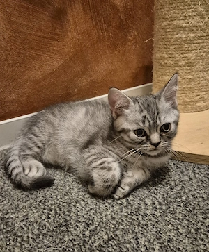 BKH-Kitte 