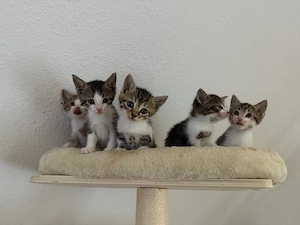bkh ekh kitten ab sofot abgabebereit
