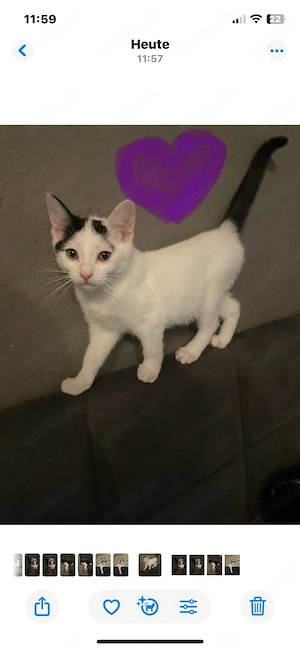 Katzenbaby 