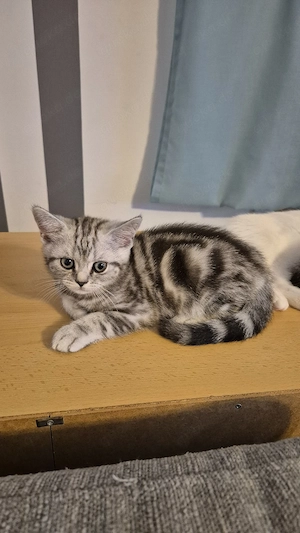 BKH Katzenbaby 