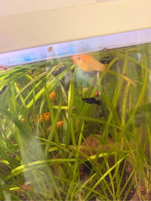 Molly-Zierfische verkauft