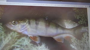 Flussbarsch gesucht.