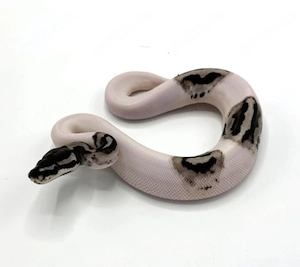 Axanthic VPI Pieblad Königspython 