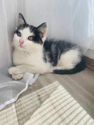 Süßer Kater sucht ein liebevolles Zuhause 