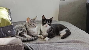 Zwei wunderschöne Katzenmädchen geb. 01.05.26 suchen neues Zuhause 