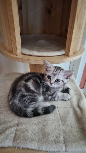 BKH Kitten 
