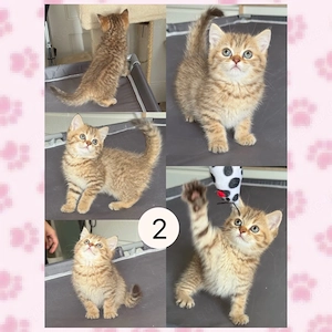 Liebevolles zuhause für 4 BKH  BLH Kitten gesucht Bild 2