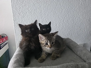 Ragdoll Mischling Kitten 