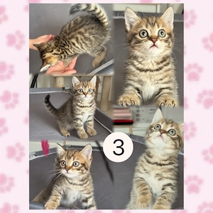 Liebevolles zuhause für 4 BKH  BLH Kitten gesucht Bild 3