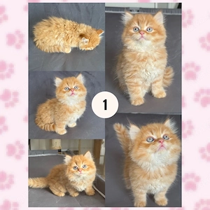 Liebevolles zuhause für 4 BKH  BLH Kitten gesucht