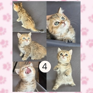 Liebevolles zuhause für 4 BKH  BLH Kitten gesucht Bild 4