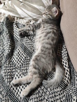 Bengal Ragdoll Kitten abgabebereit Kuschelgarantie 