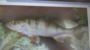 Flussbarsch gesucht.