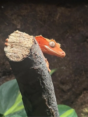 Wunderschöner Kronengecko (Kräftiges Orange   Red BicolorBeschreibung: