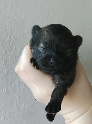 1 Wunderschöne Pomchi Hündin! Bild 4