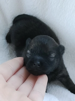 1 Wunderschöne Pomchi Hündin! Bild 5