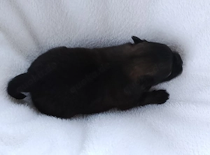 1 Wunderschöne Pomchi Hündin! Bild 6