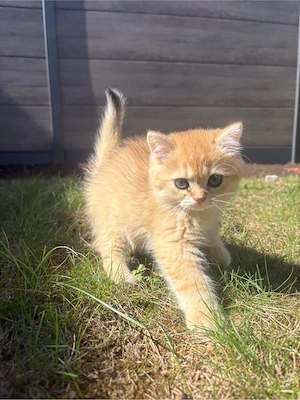 Reinrassige Golden BKH kitten suchen neu zuhause !!