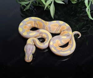 1.0 Banana het Pied, Python Regius