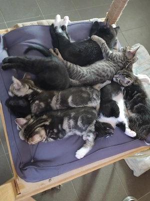 Babykatzen 