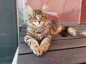 reinrassiges Maine Coon Kitten   Mädchen sucht ein schönes Zuhause