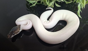 Hamm 0.1 Cinnamon Piebald 100%het DG, Python Regius 
