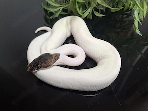 0.1 Cinnamon Piebald 100%het DG, Python Regius 