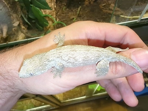0,0,1 Rhacodactylus leachianus Yate CB26 