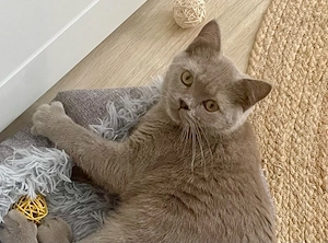 Wundersöner BKH Kater (6 Monate)   PERFEKT sozialisiert!  