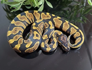 1.0 Gravel Vanilla 100%het Clown, Python Regius 
