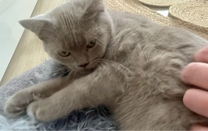 BKH KATER super lieb & charakterstark!