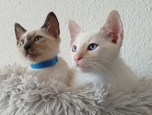 Wunderschöne Siamkatzen 