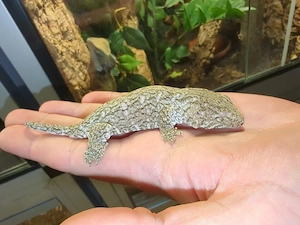 0,1 Rhacodactylus leachianus Yate CB26 