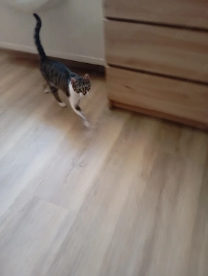 Katze zu vermitteln 