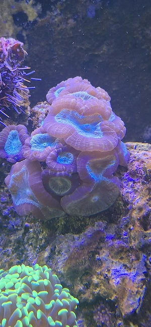 Caulastrea koralle