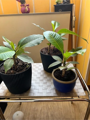 Frangipani, Plumeria, Tempelblume
