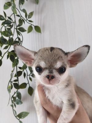 Ich darf ausziehen!Kleiner typvoller Kurzhaar Chihuahua Rüde mit Ahnentafel 