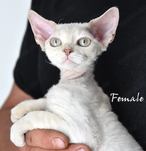 Kitten Devon Rex reinrassig mit Stammbaum 