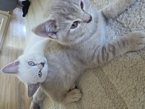 Von 5 Kitten sucht noch ein Katerchen sein neues Zuhause 