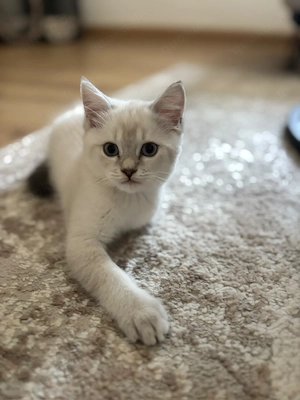 BKH BLH Kitten zu verkaufen