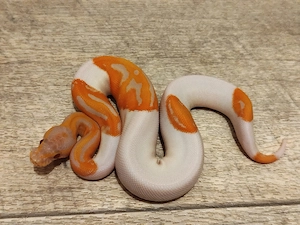 Königspython, Piebald, Lavender, Clown, Ultramel