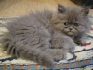  Reinrassige Perserkitten, Perserkätzchen, Perserbaby Perserkatzen, . Bild 6