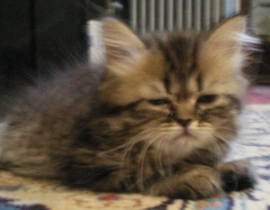 Reinrassige Perserkitten, Perserkätzchen, Perserbaby Perserkatzen, . Bild 4