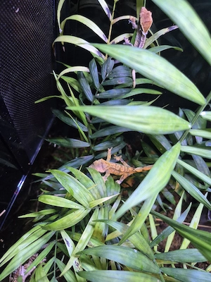 Kronengecko Jungtiere NZ 26 (Correlophus ciliatus)   verschiedene Farben