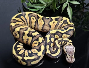 0.1 Gravel Pastel Vanilla 100%het Clown, Python Regius 