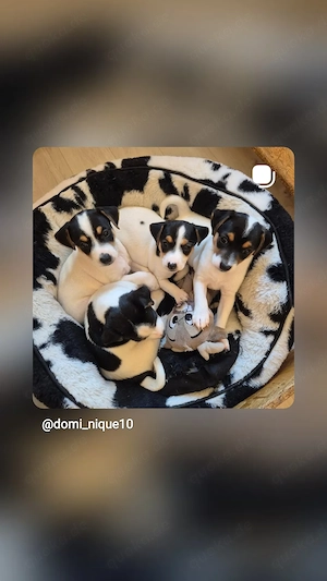  Parson Russell Terrier Welpen 