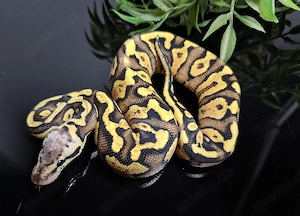 0.1 Gravel Pastel Vanilla 100%het Clown, Python Regius 