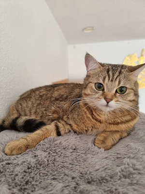 katze sucht liebevolles zuhause 